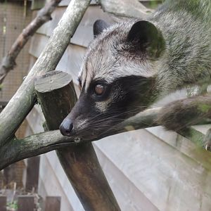 Asian Palm Civet