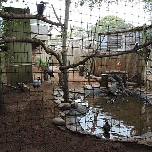 Mixed African Aviary