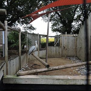 Pink Backed Pelican - Enclosure