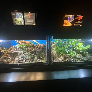 Green racer and eyelash viper exhibits