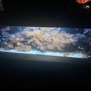 2nd reef aquarium