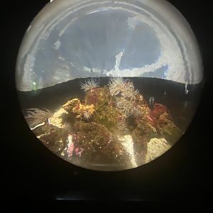 Anemone aquarium