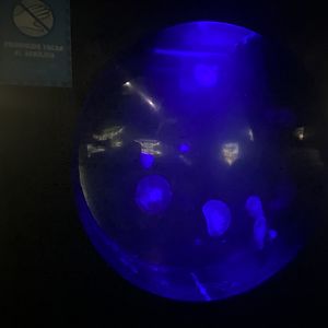 Moon jelly aquarium