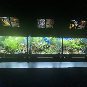 Golden poison, blue poison and bumblebee poison dart frogs exhibits