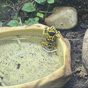 Bumblebee poison dart frog
