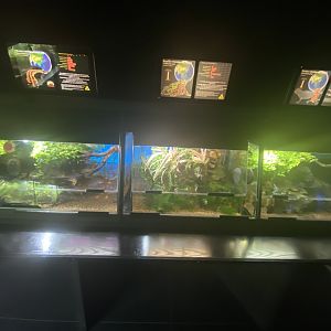Laos warty newt, fire belly toad and fire-bellied newt exhibits