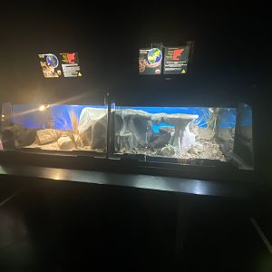 Sidewinder and horned viper exhibits