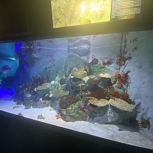 Large reef aquarium
