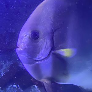 Spadefish close up