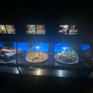 Giant desert scorpion and giant African millipede exhibits