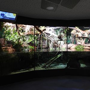 Haus der Natur Salzburg - Dwarf crocodile exhibit