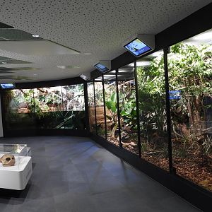 Haus der Natur Salzburg - African rainforest section