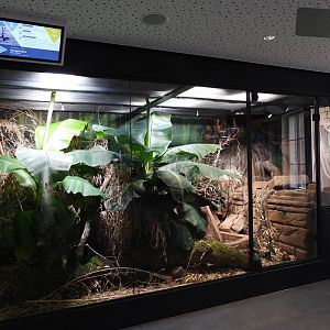 Haus der Natur Salzburg - King cobra exhibit