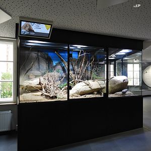 Haus der Natur Salzburg - Part of the African savannah panorma