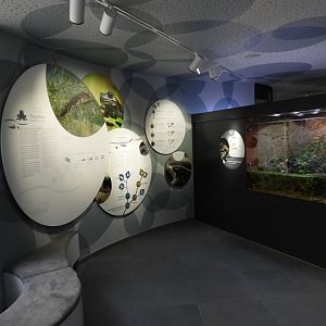 Haus der Natur Salzburg - Tiger salamander