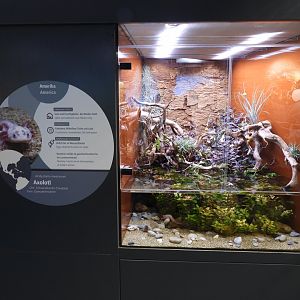 Haus der Natur Salzburg - Axolotl