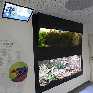 Haus der Natur Salzburg - Amphibians