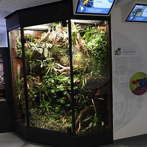 Haus der Natur Salzburg - Poison dart frogs
