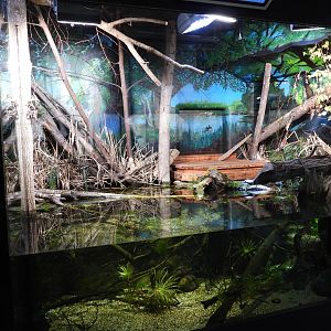 Haus der Natur Salzburg - Austrian wetland exhibit