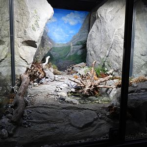 Haus der Natur Salzburg - Exhibits for native herps