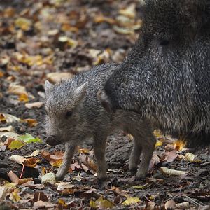 Chacoan peccary piglet (Catagonus wagneri), 2025-10-29
