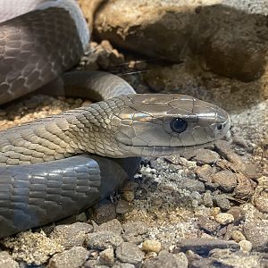 Black mamba close up