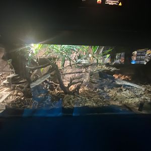 Gaboon viper exhibit
