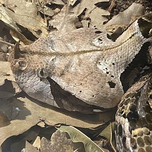 Gaboon viper close up