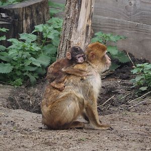 Barbary macaque with juvenile, 2025-10-29
