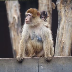Barbary macaque with juvenile (Macaca sylvanus), 2025-10-29