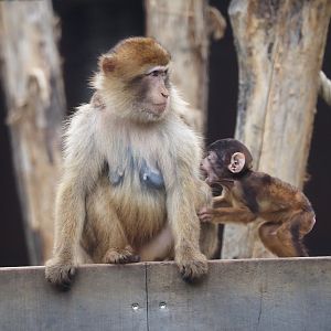 Barbary macaque with juvenile (Macaca sylvanus), 2025-10-29