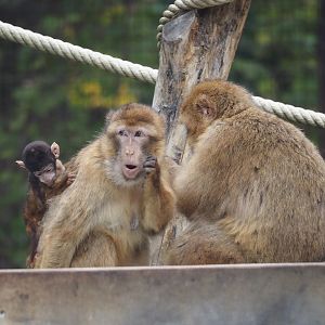 Barbary macaques with juvenile (Macaca sylvanus), 2025-10-29