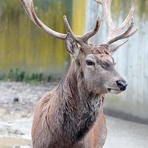 Spanish red deer