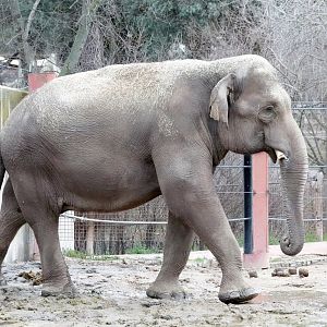 Sumatran elephant bull