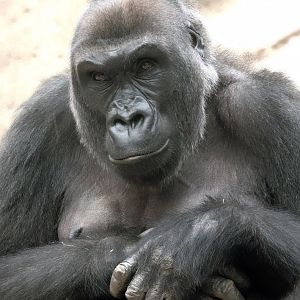 Western lowland gorilla