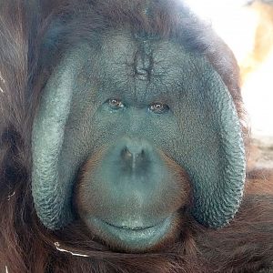 Bornean orang-utan male