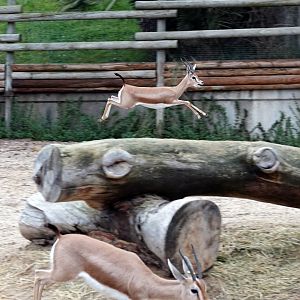 Saharan dorcas gazelle