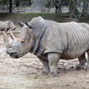Southern white rhinoceros