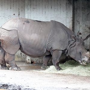 Indian rhinoceros