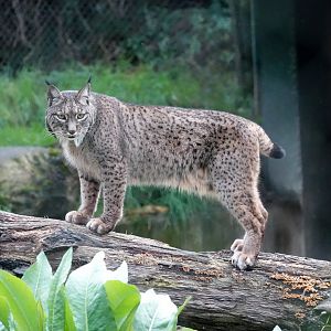 Iberian lynx