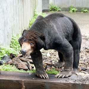 Malayan sun bear