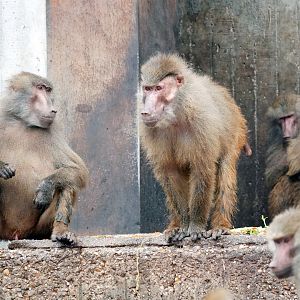 Baboons