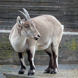 South-eastern Spanish ibex