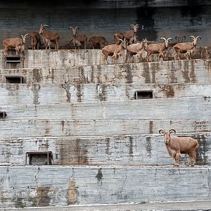 Barbary sheep