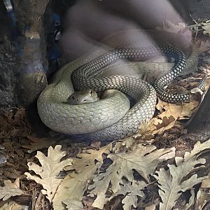 King cobra