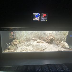 Diamond back rattle snake exhibit