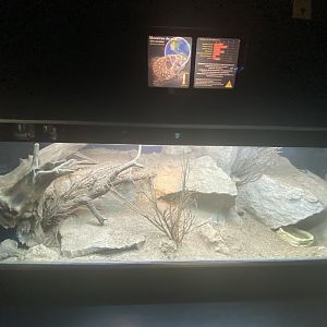 Gila monster exhibit