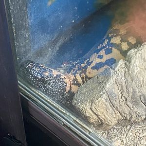 Gila monster