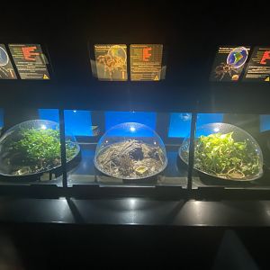 Ornamental, red-kneed an Goliath bird eating tarantula exhibits