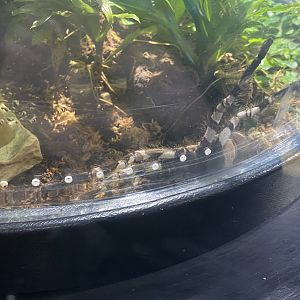 Ornamental tarantula